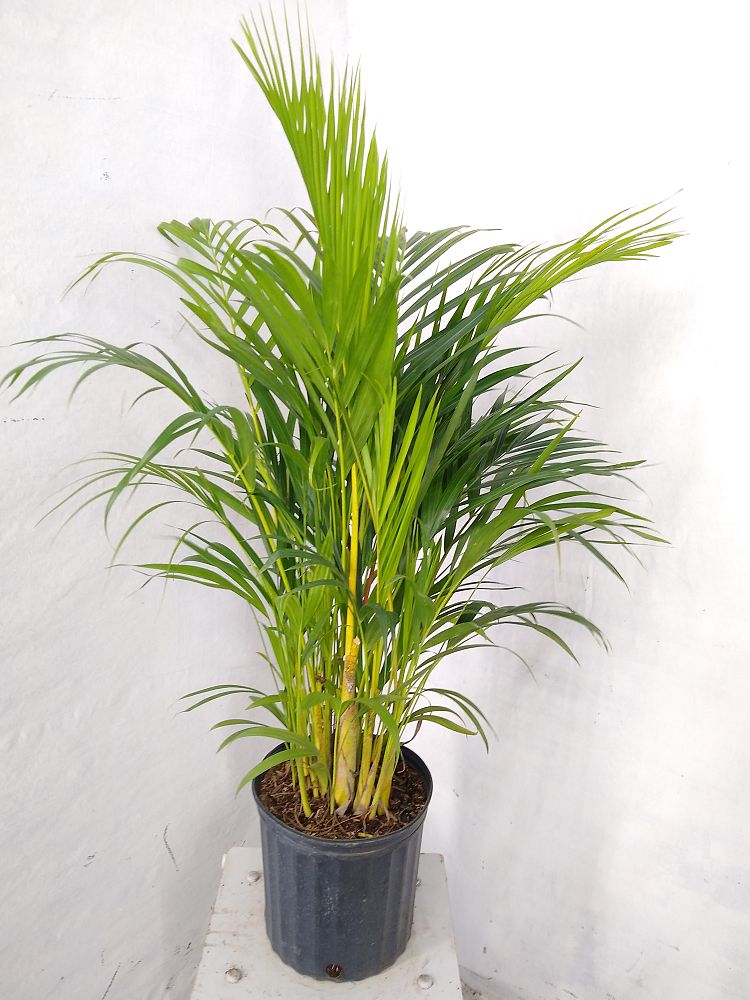 Buy Dypsis lutescens, Areca Palm | Free Shipping over $100