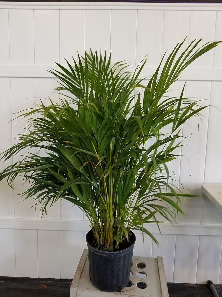 Buy Dypsis lutescens, Areca Palm | Free Shipping over $100