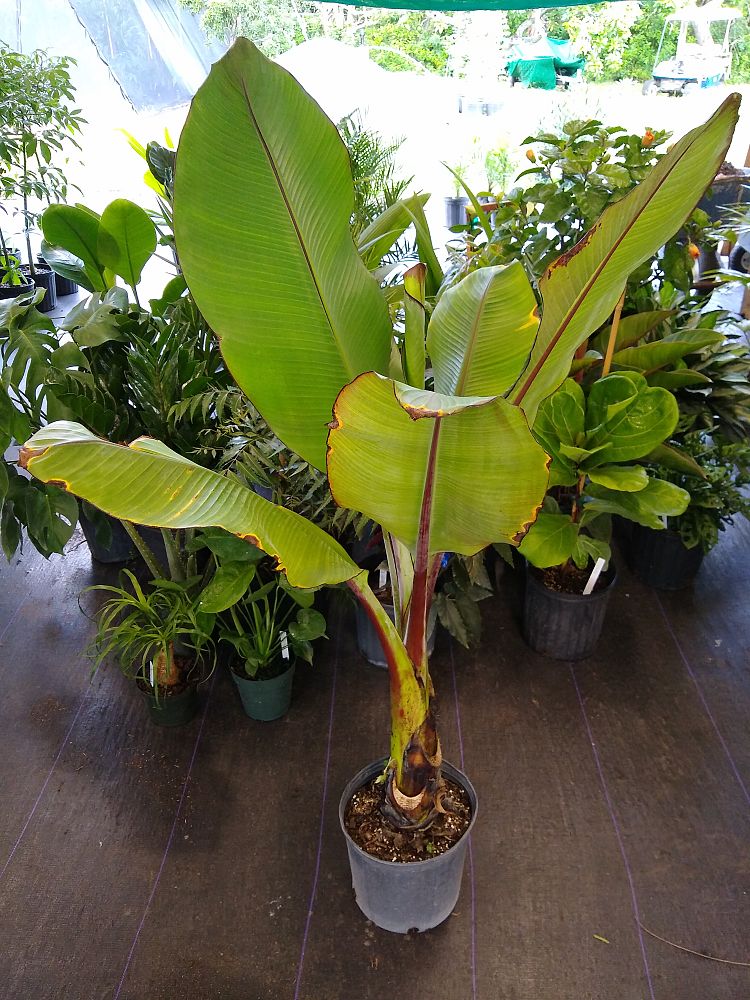 Buy Ensete ventricosum 'Maurelii', Musa maurelii, Maurelii Red Banana ...