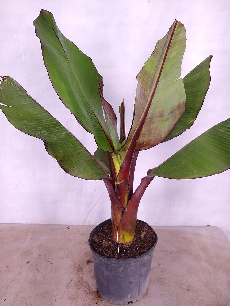 Buy Ensete ventricosum 'Maurelii', Musa maurelii, Maurelii Red Banana ...