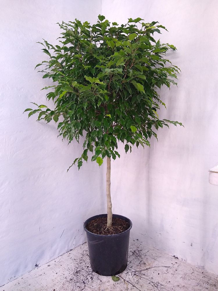 Buy Ficus benjamina 'Wintergreen', Weeping Fig | Free Shipping over $100