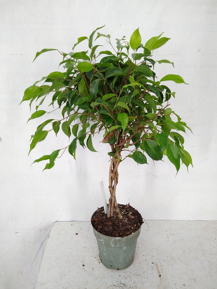 Buy Ficus benjamina 'Wintergreen', Weeping Fig | Free Shipping over $100