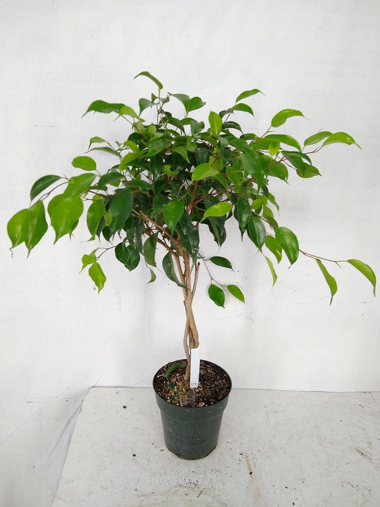 Buy Ficus benjamina 'Wintergreen', Weeping Fig | Free Shipping over $100