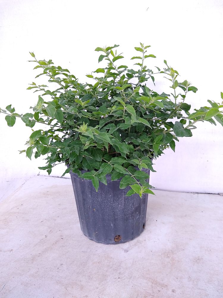 Buy Jasminum multiflorum, Jasmine Pubescens, Downy Jasmine | Free ...