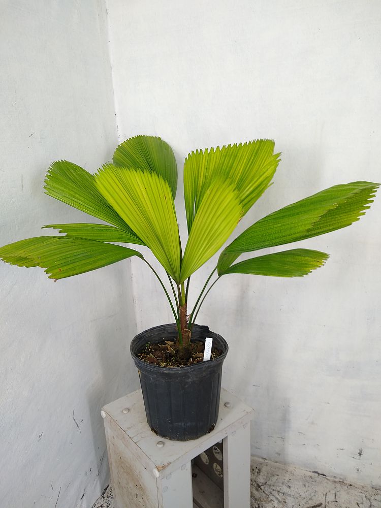 Buy Licuala Grandis, Licuala Palm 