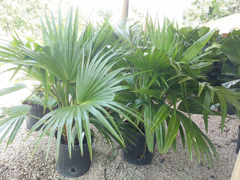 Livistona Chinensis, Chinese Fan Palm 