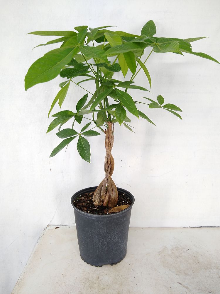 Guiana Chestnut