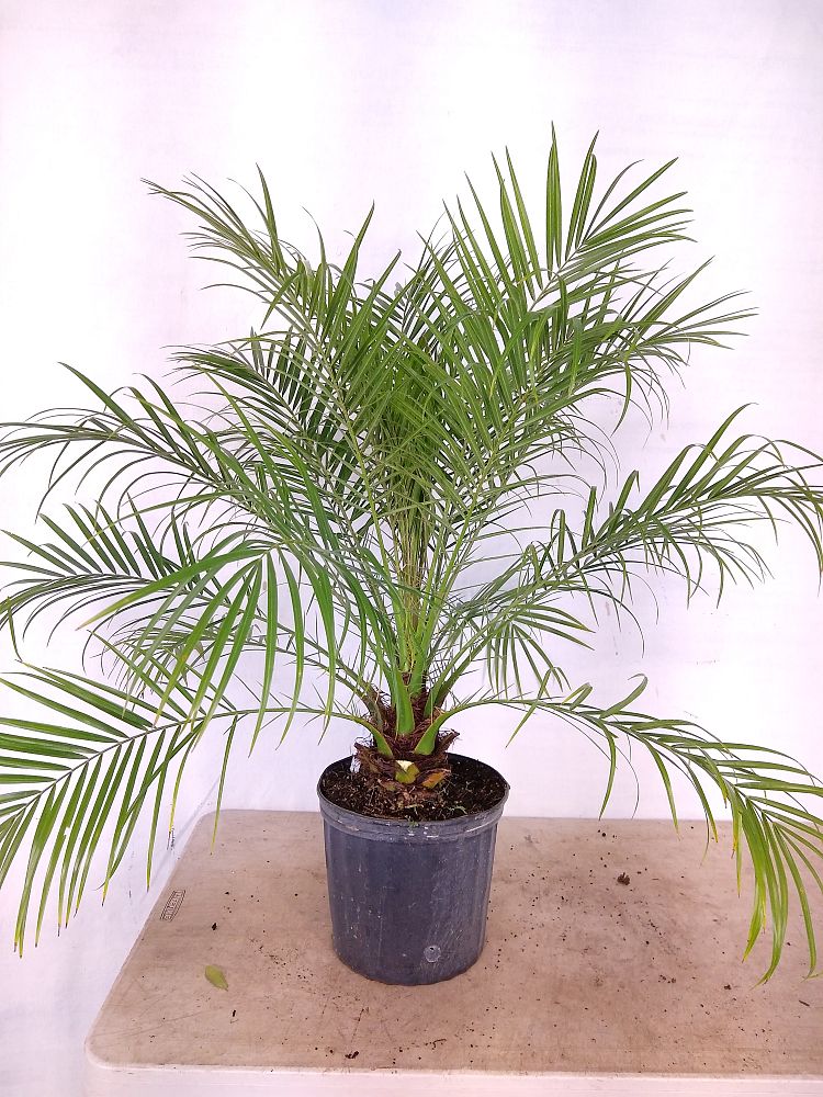 Buy Phoenix roebelenii, Pygmy Date Palm, Roebelenii palm | Free ...