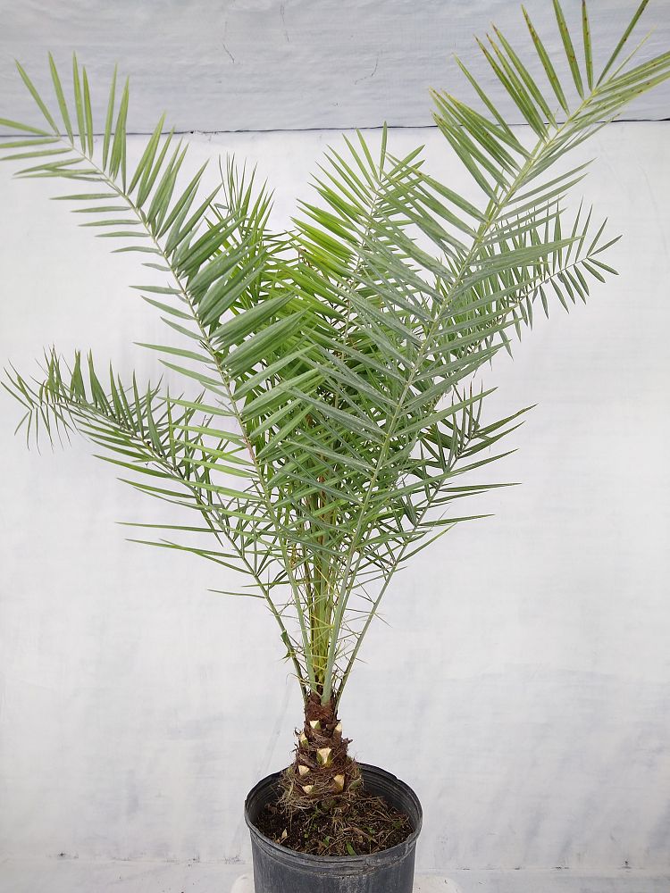 Buy Phoenix sylvestris, Sylvester Date Palm, Silver Date Palm, Wild