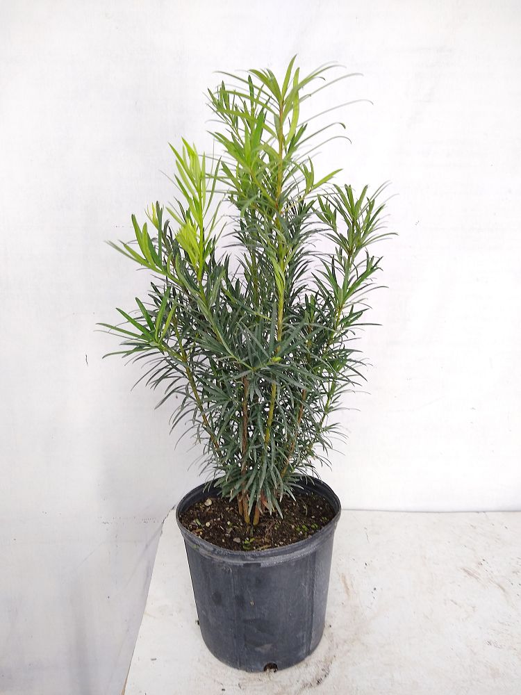 Buy Podocarpus macrophyllus 'Maki', Japanese Yew | Free Shipping over $100