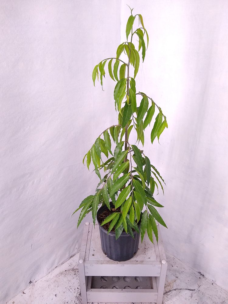 Buy Polyalthia longifolia pendula, Mast Tree, False Ashoka Tree ...