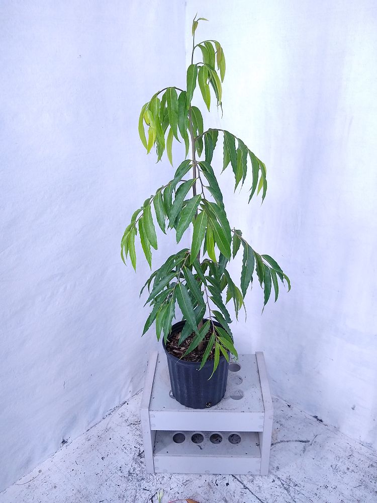 Buy Polyalthia longifolia pendula, Mast Tree, False Ashoka Tree ...