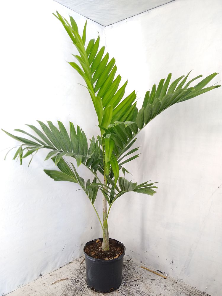 Buy Ptychosperma Elegans, Alexander Palm, Solitaire Palm 