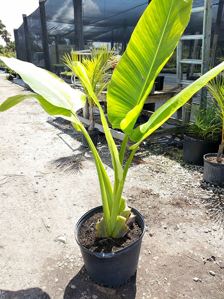 Ravenala Madagascariensis, Travelers Tree, Travelers Palm 