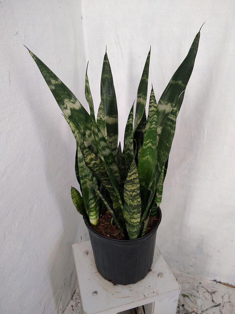 Buy Sansevieria Trifasciata 'black Coral', Snake Plant, Mother In Law's 