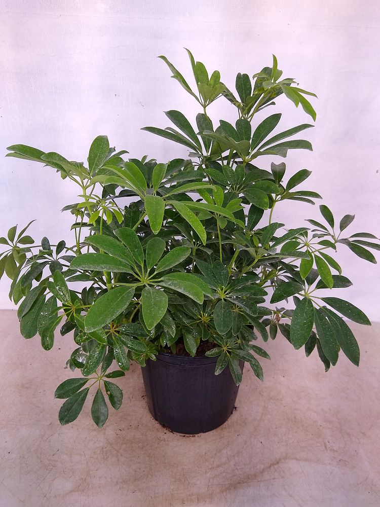 Buy Schefflera arboricola 'Green', Umbrella Tree | Free Shipping over $100