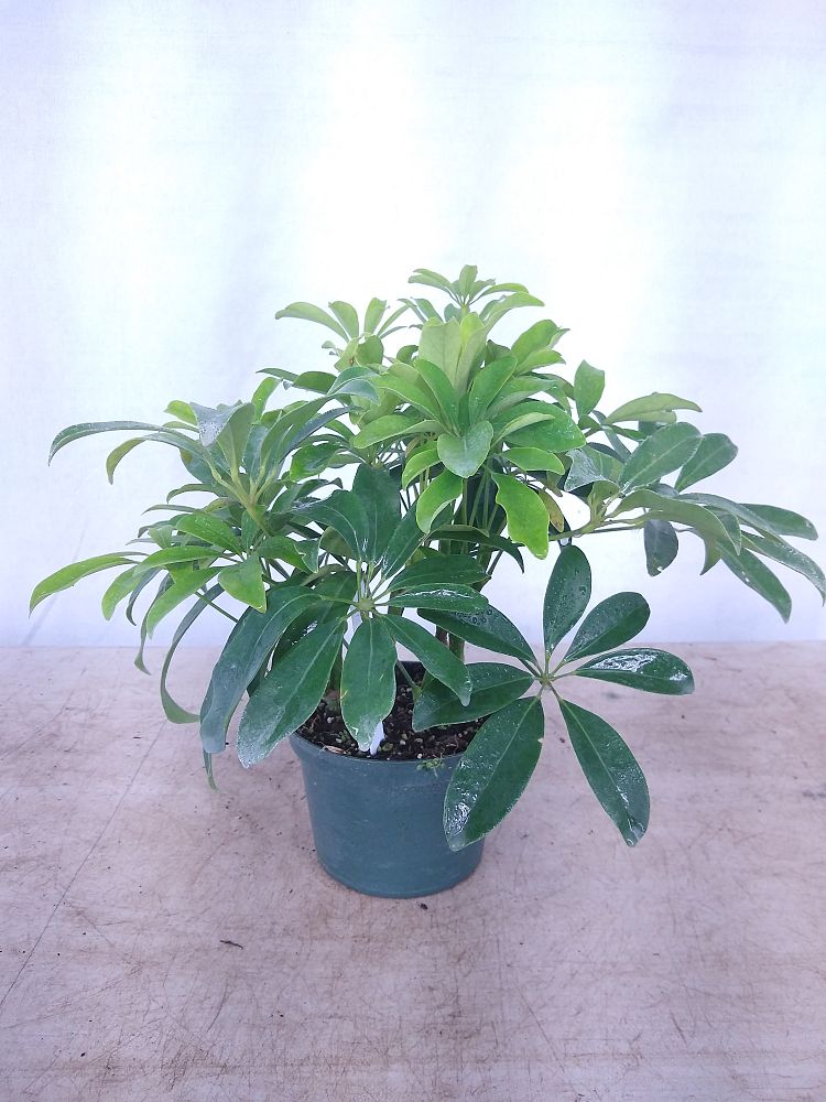 Buy Schefflera arboricola 'Green', Umbrella Tree | Free Shipping over $100