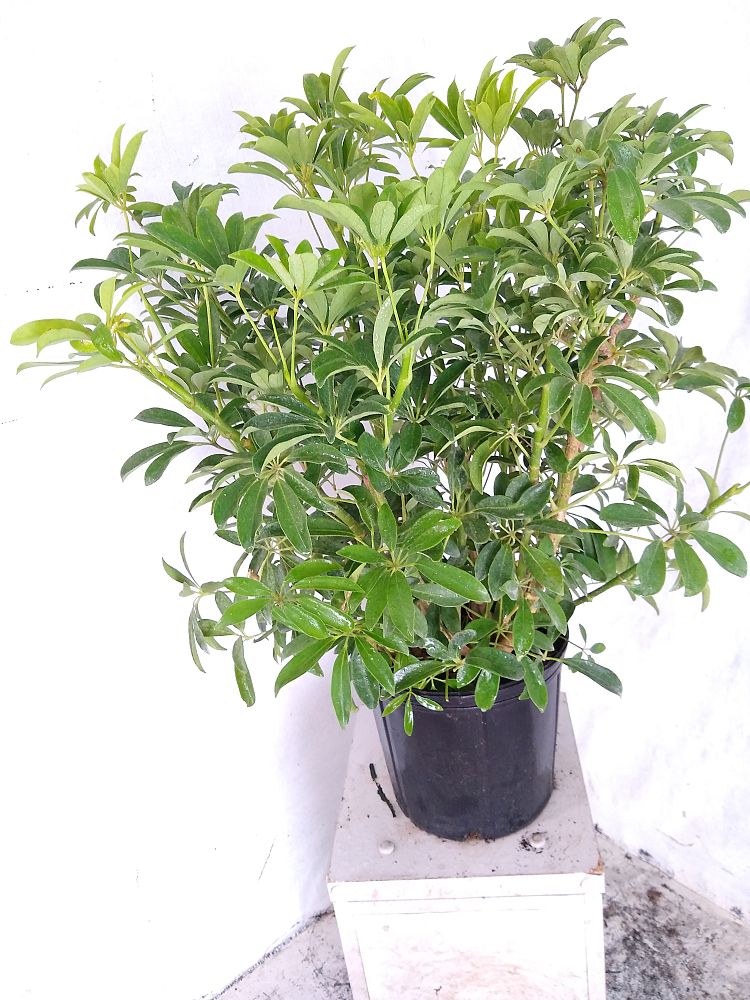 Buy Schefflera arboricola 'Green', Umbrella Tree | Free Shipping over $100