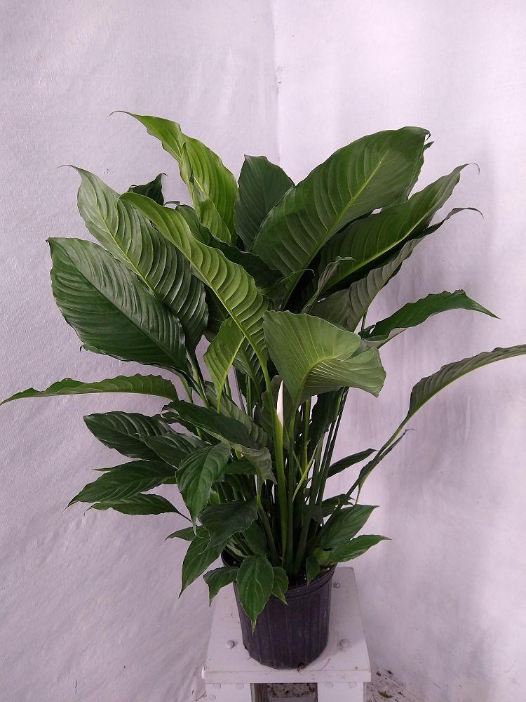 Buy Spathiphyllum 'Sweet Pablo', Peace Lily | Free Shipping over $100