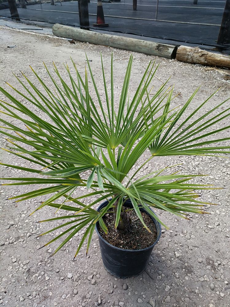 Trachycarpus fortunei, Windmill Palm, Chamaerops excelsa | PlantVine