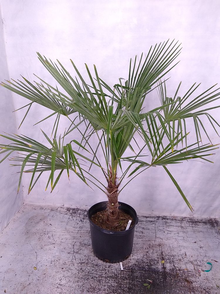 Buy Trachycarpus fortunei, Windmill Palm, Chamaerops excelsa | Free ...