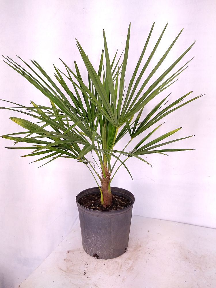 Buy Trachycarpus fortunei, Windmill Palm, Chamaerops excelsa | Free ...