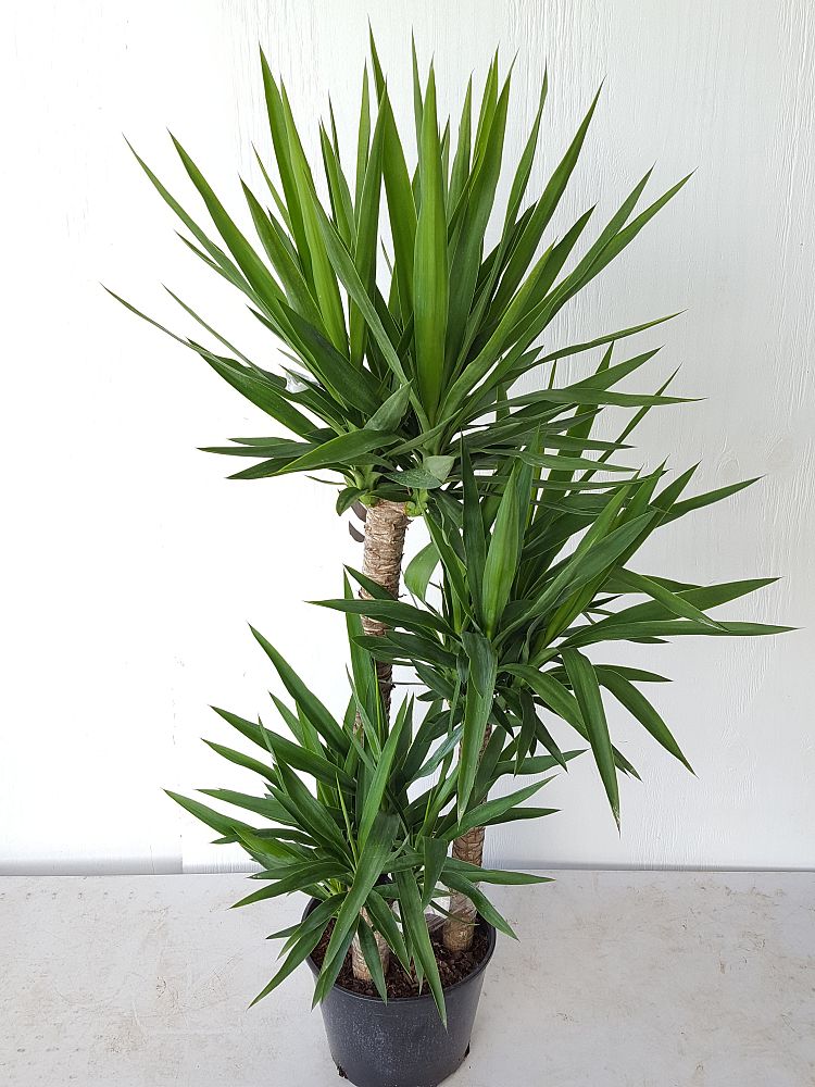 Yucca | PlantVine