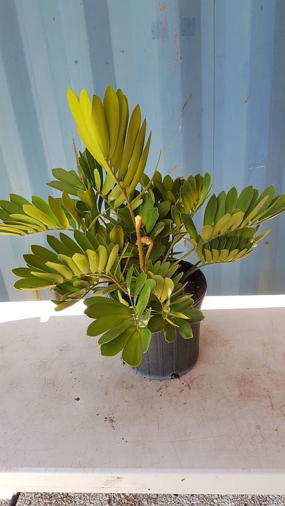 Zamia furfuracea, Zamia maritima, Cardboard Palm | PlantVine