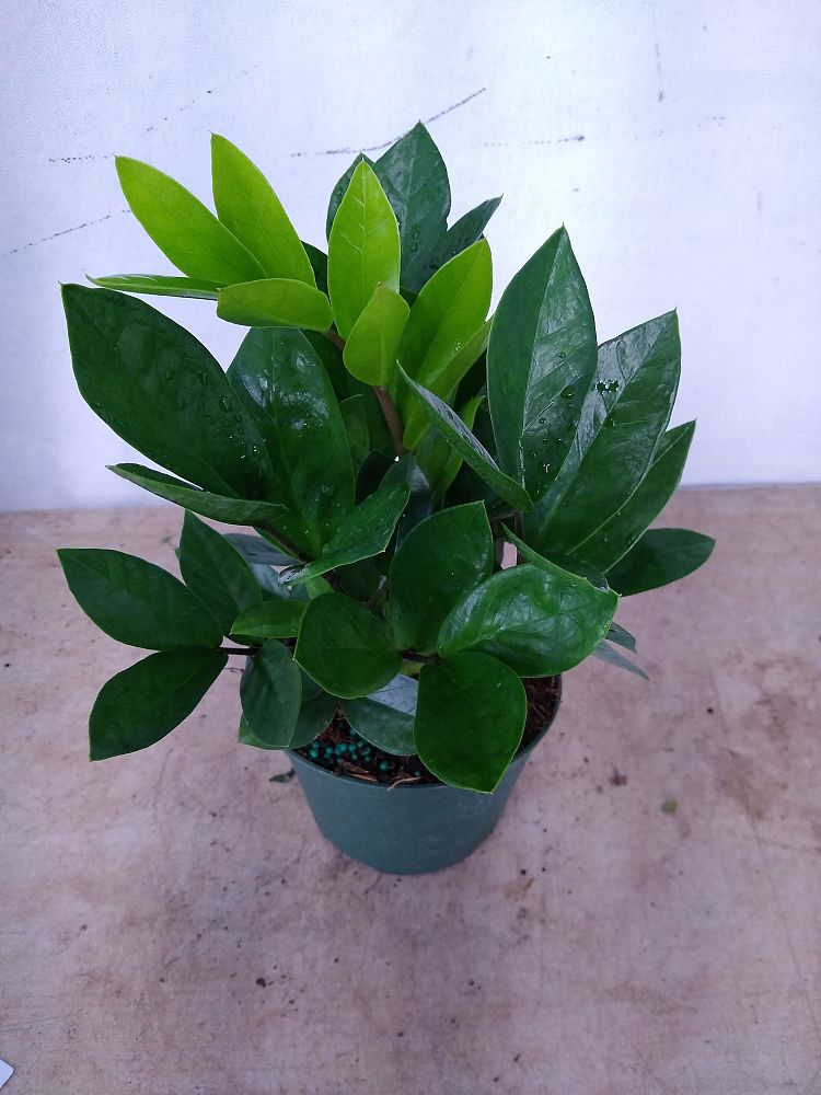 Buy Zamioculcas zamiifolia, ZZ Plant, Zanzibar Gem | Free Shipping over ...