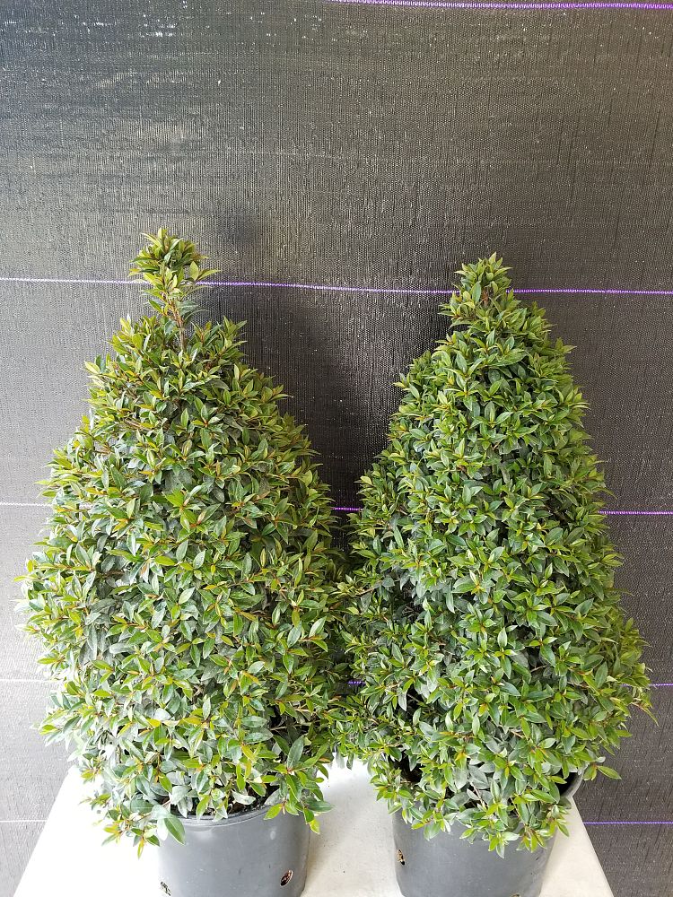 Buy Eugenia Globulus – Topiary Cone, Syzygium paniculatum 'Globulus' | Free Shipping over $100