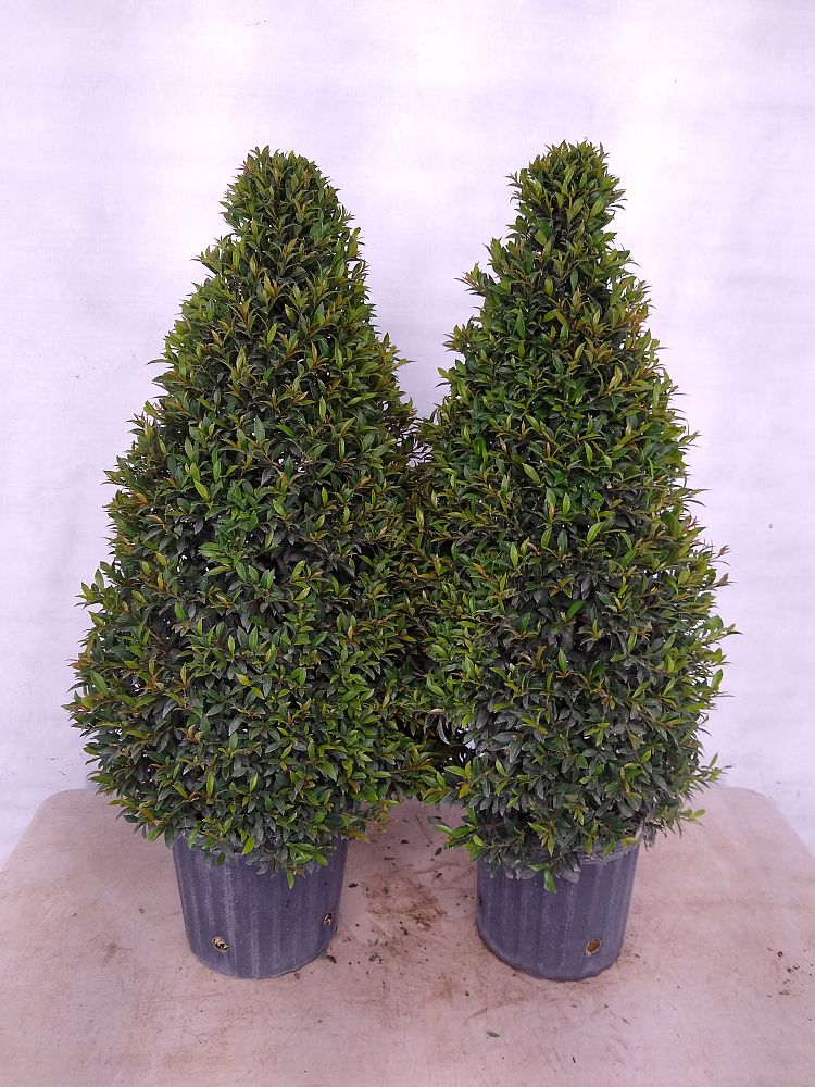 Buy Eugenia Globulus – Topiary Cone, Syzygium paniculatum 'Globulus' | Free Shipping over $100