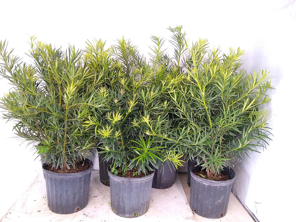 Buy Podocarpus macrophyllus, Japanese Yew Hedge | Free Shipping over $100