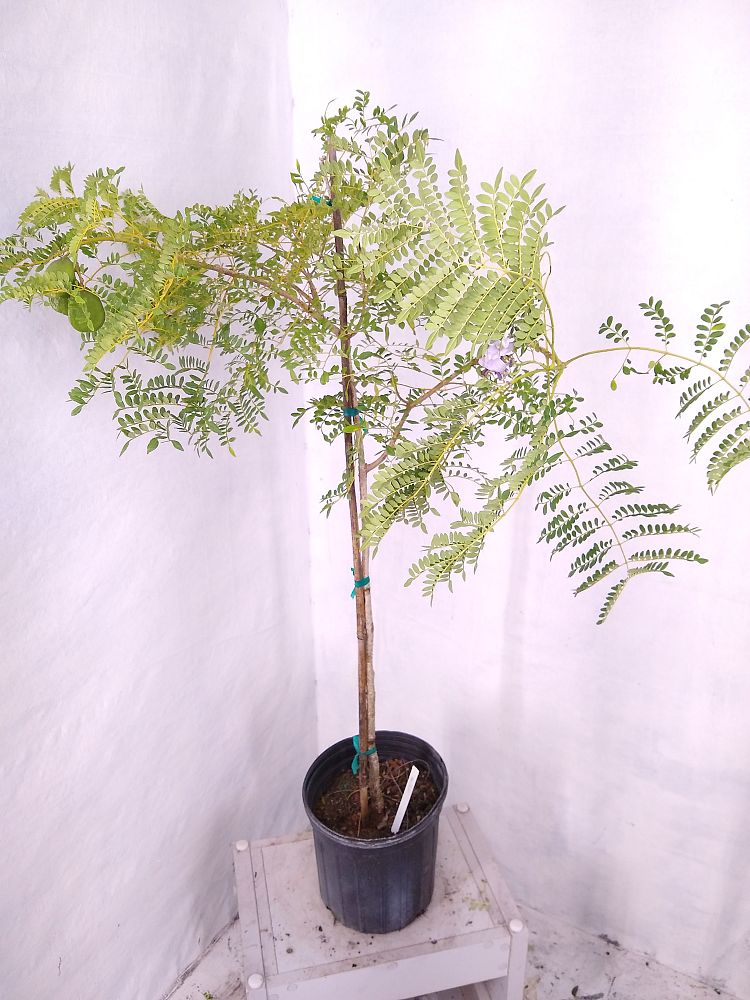 Buy Jacaranda caerulea, Bahama Jacaranda | Free Shipping over $100