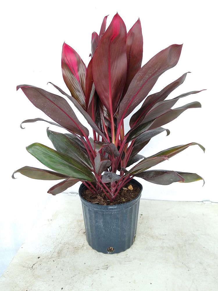 Buy Cordyline 'Florida', Ti Plant | Free Shipping over $100