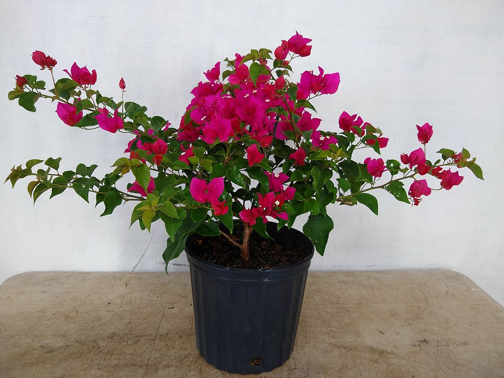 Buy Bougainvillea 'Barbara Karst', Dark Pink Bougainvillea | Free ...