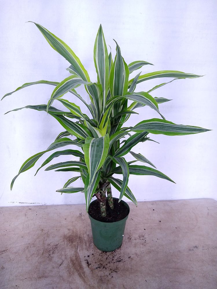 Buy Dracaena fragrans 'Gold Star', Dracaena deremensis 'Warneckii Gold ...