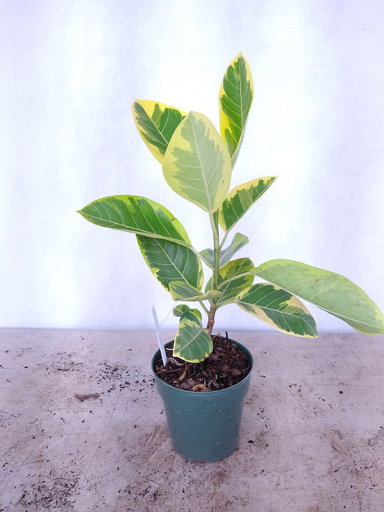 Buy Ficus altissima, Council Tree | Free Shipping over $100