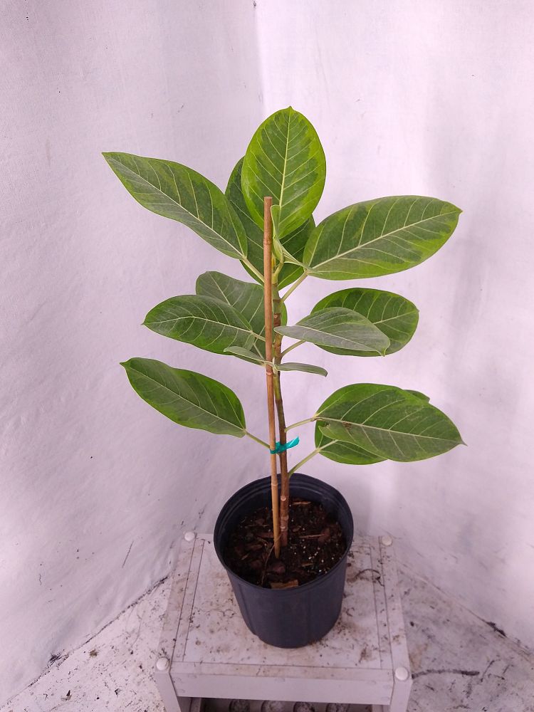 Buy Ficus altissima, Council Tree | Free Shipping over $100