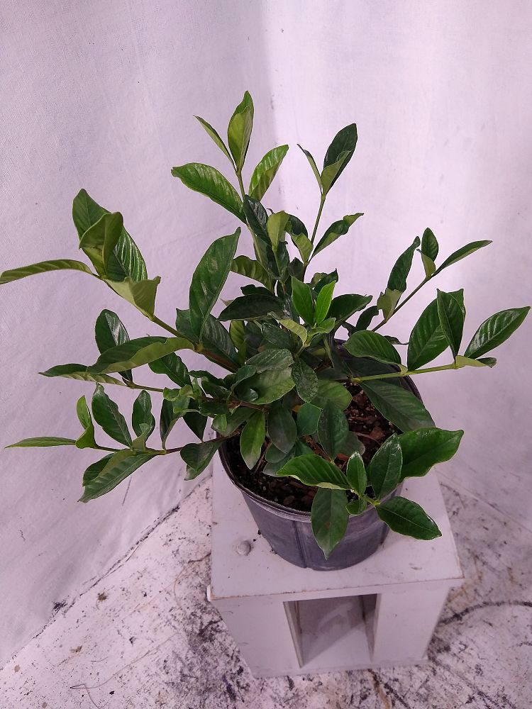 Buy Gardenia jasminoides 'Miami Supreme', Cape Jasmine, Gandharaj ...