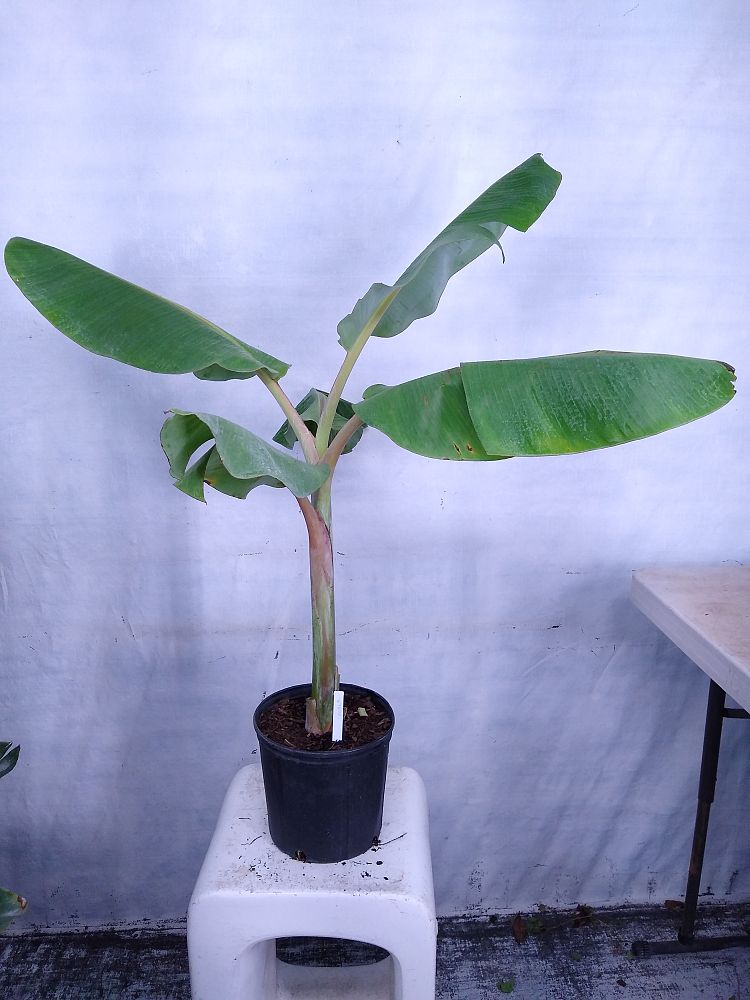 Buy Musa acuminata 'Ice Cream', Banana 'Blue Java' | Free Shipping over ...