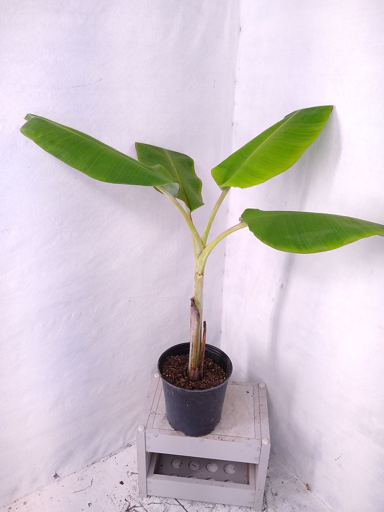 Buy Musa acuminata 'Ice Cream', Banana 'Blue Java' | Free Shipping over ...