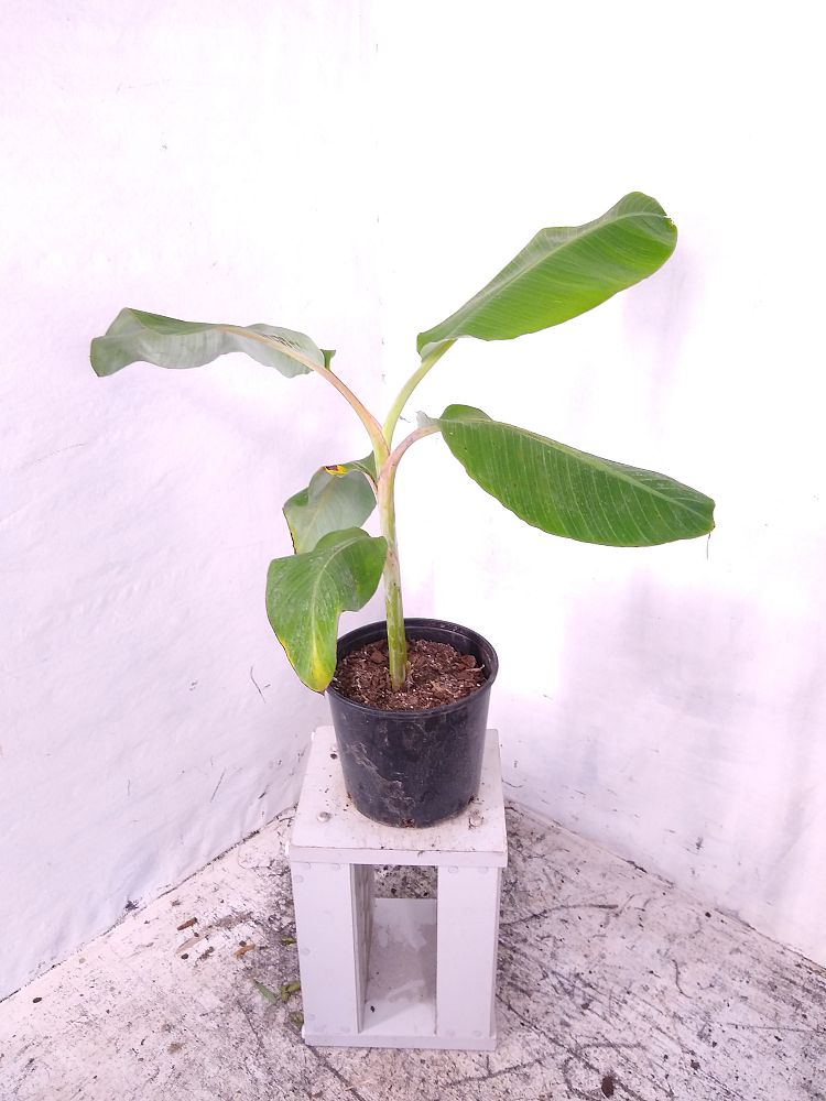 Buy Musa acuminata 'Ice Cream', Banana 'Blue Java' | Free Shipping over ...