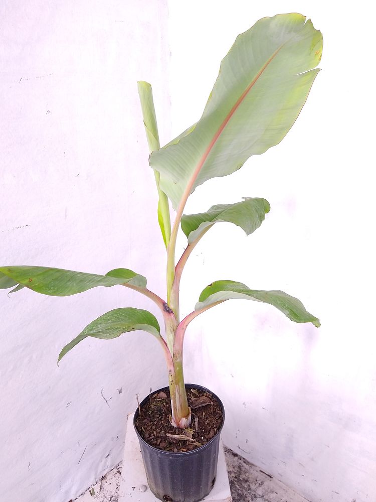 Buy Musa acuminata 'Ice Cream', Banana 'Blue Java' | Free Shipping over ...