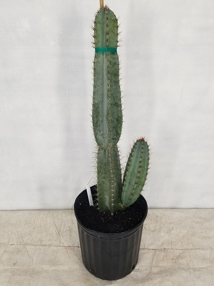 Buy Cereus peruvianus, Peruvian Apple Cactus | Free ...