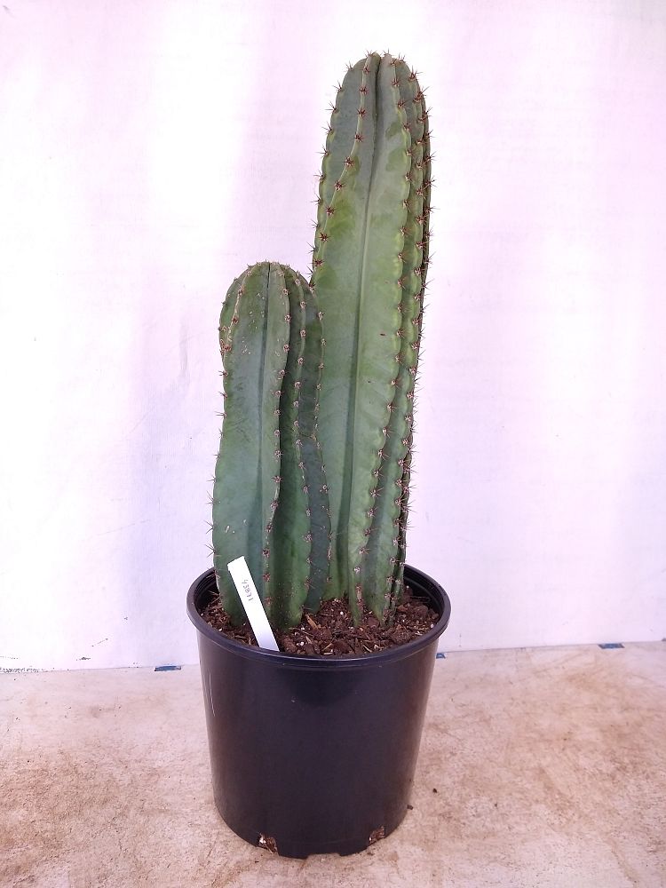 Buy Cereus peruvianus, Peruvian Apple Cactus | Free ...