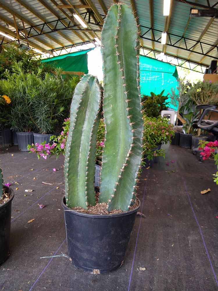 Buy Cereus peruvianus, Peruvian Apple Cactus | Free ...