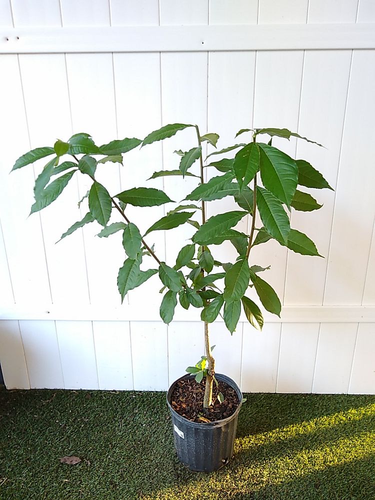 Baobab Tree | PlantVine