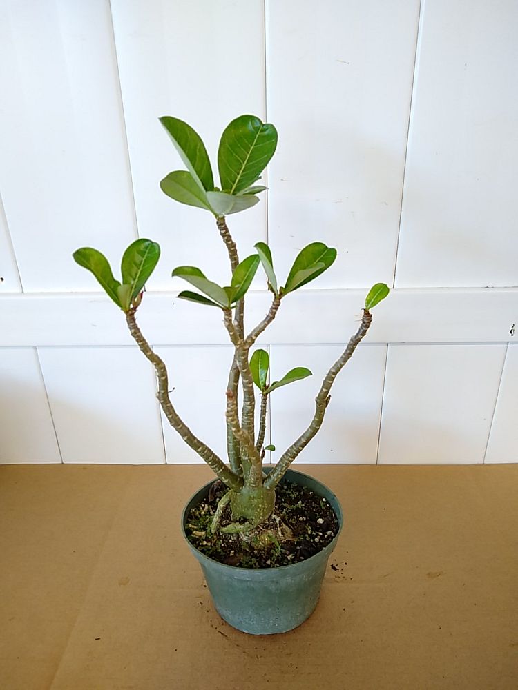 4 Adenium Obesum 'Desert Rose' – Plant Decor Shop