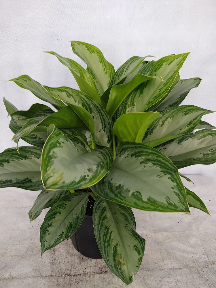 Buy Dieffenbachia 'Silver Bay', Dumb Cane | Free Shipping over $100