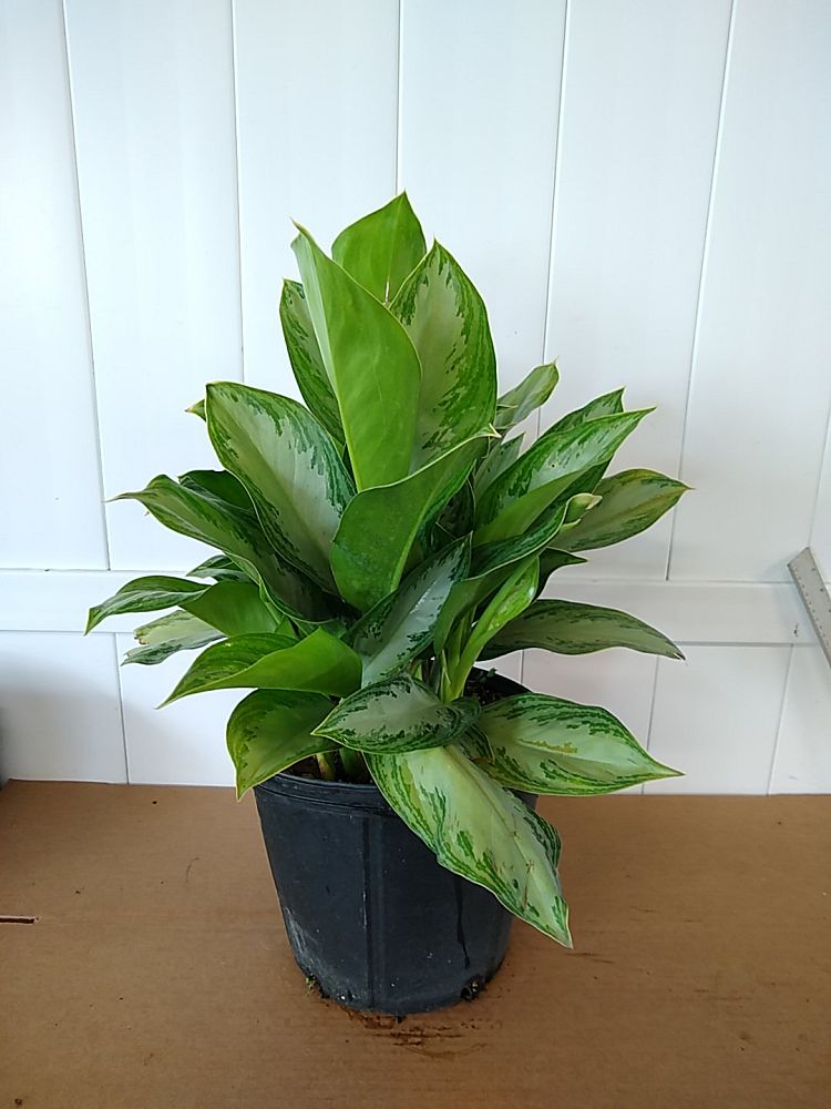 Buy Dieffenbachia 'Silver Bay', Dumb Cane | Free Shipping over $100